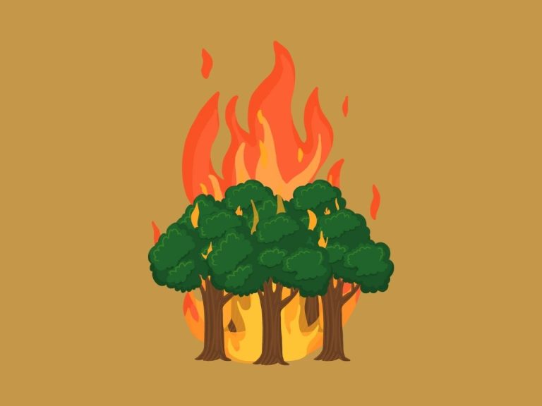 The Impact of Wildfires on the Environment (ESL Lesson Plan, Intermediate, ~B1/B2)